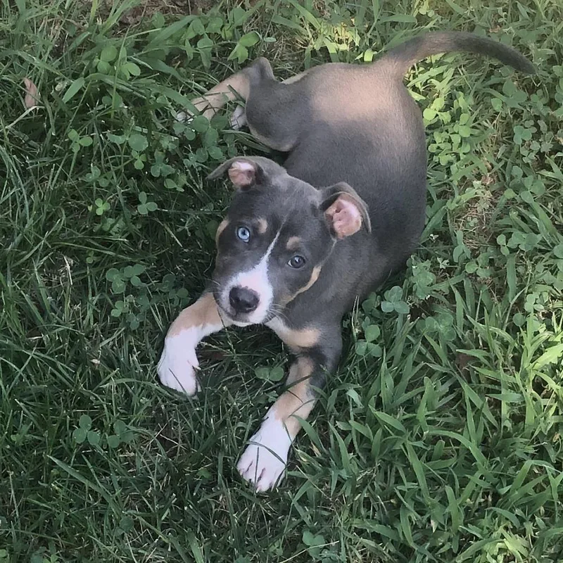 Emmy Lou aka Sadie thumbnail 3