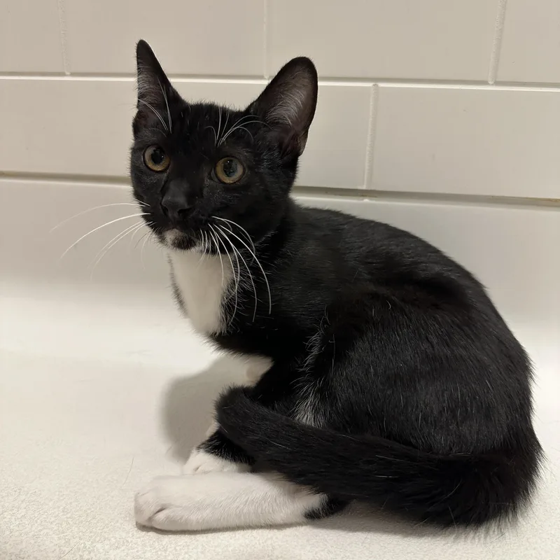 A baby small-sized male Black & White / Tuxedo Tuxedo cat named Gatsby for adoption in San Diego, CA