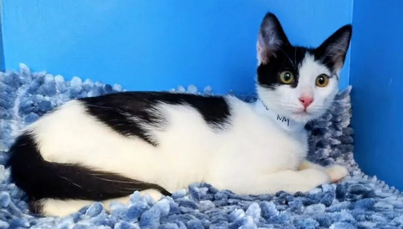 A baby small-sized male Domestic Short Hair cat named Diego for adoption in Randolph, MA