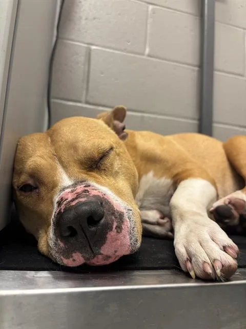 An adult medium-sized female Rhodesian Ridgeback dog named Betty for adoption in Indianapolis, IN