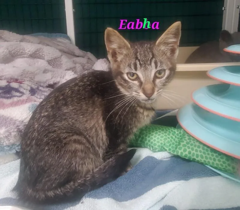 A young medium-sized female Domestic Short Hair cat named Eabha for adoption in Diamond Springs, CA