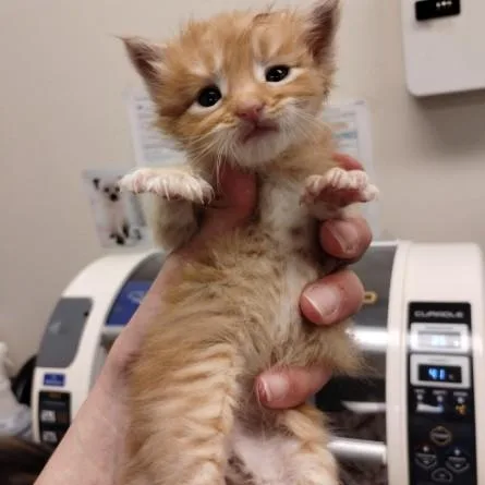 A baby small-sized male Domestic Short Hair cat named Toby for adoption in Alameda, CA