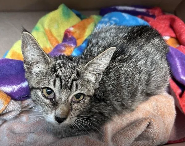 A baby small-sized female Domestic Short Hair cat named Astrology for adoption in New York, NY