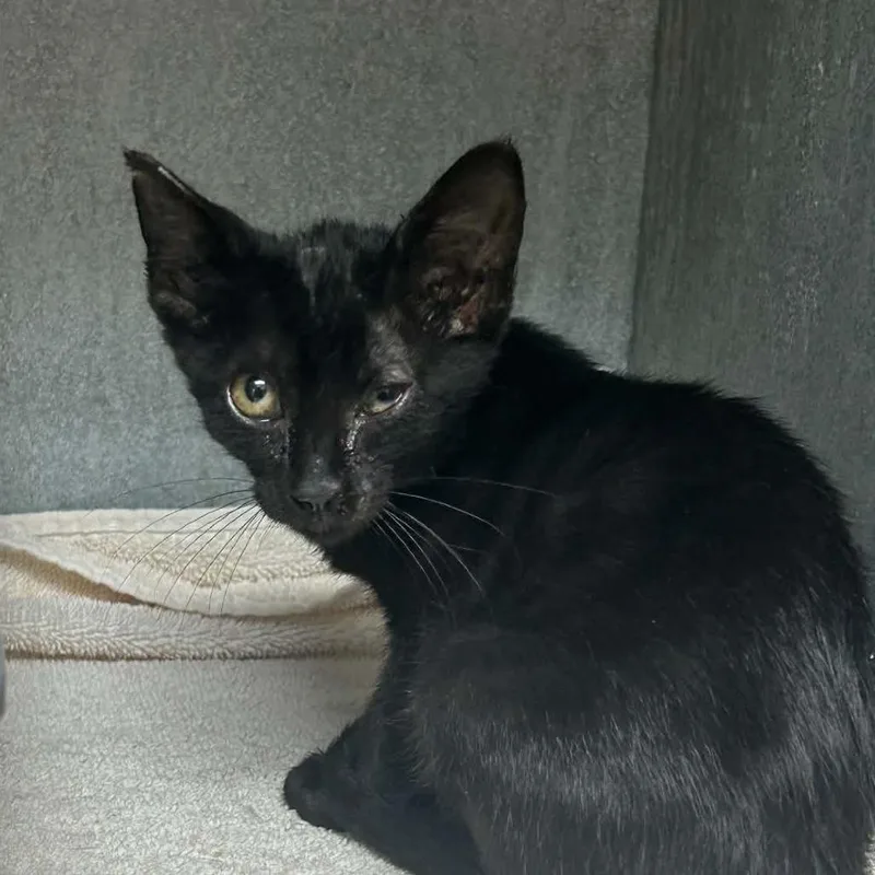 A baby small-sized male Black Domestic Short Hair cat named Gremlin for adoption in Tyler, TX