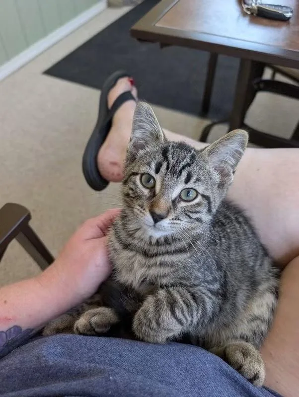 A baby medium-sized male Black & White / Tuxedo Domestic Short Hair cat named Forrest for adoption in Dorr, MI