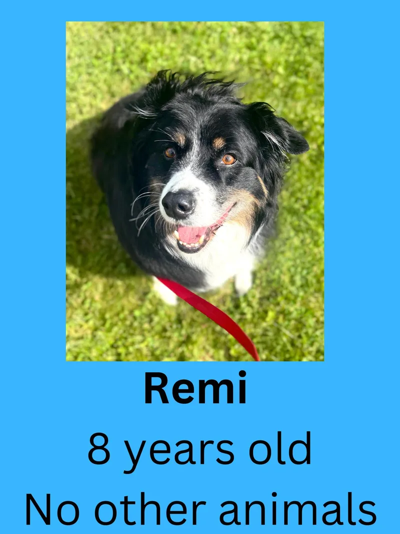 A senior medium-sized male Black Australian Shepherd dog named Remi for adoption in Ravenna, OH