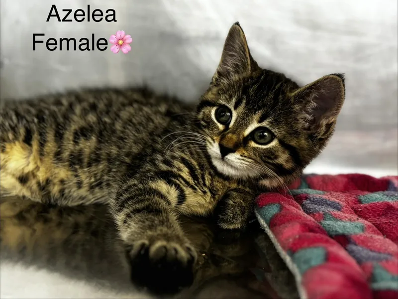 Azelea  Alice  thumbnail 3