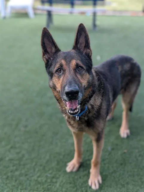 An adult large-sized male German Shepherd Dog dog named Heinz for adoption in Dallas, TX