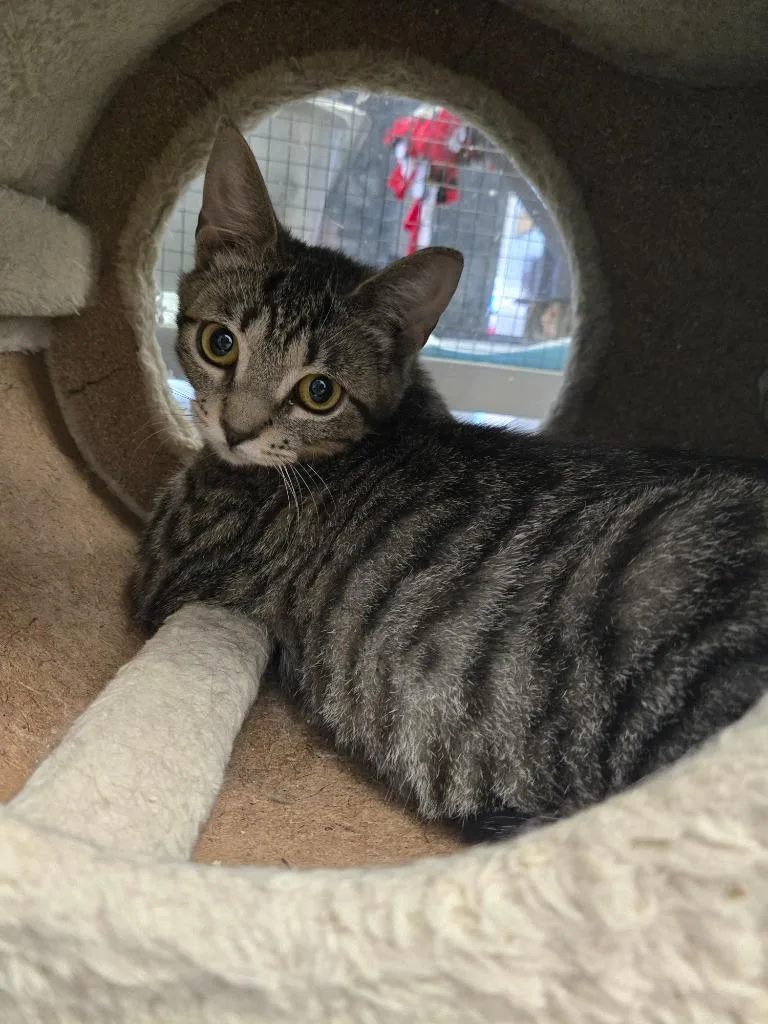 A baby small-sized male Domestic Short Hair cat named Logan for adoption in Angola, IN