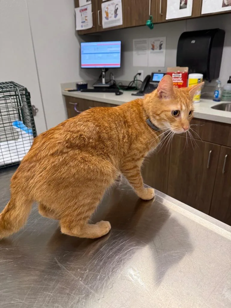 An adult medium-sized male Domestic Short Hair cat named Chipster for adoption in Clarksville, TN