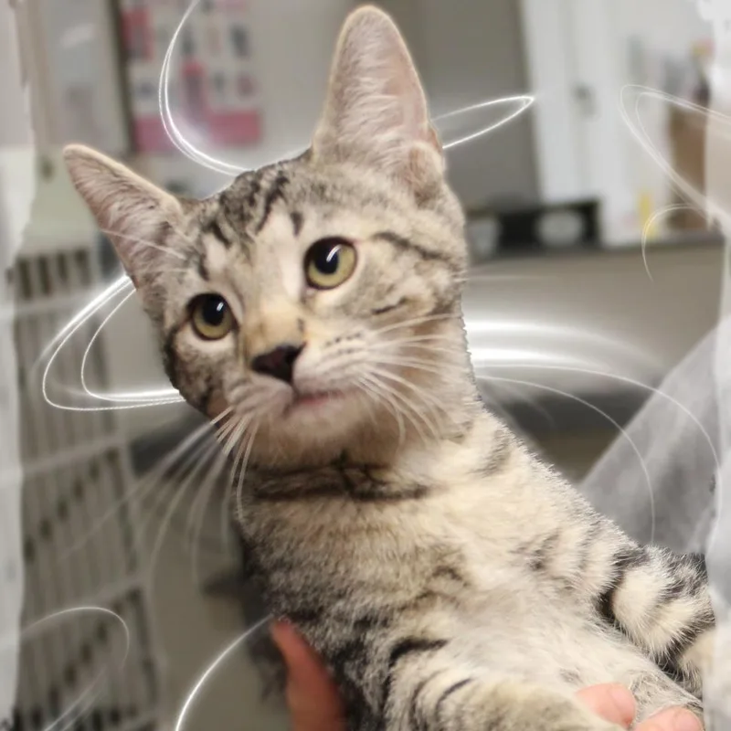 A baby medium-sized female Tabby (Gray / Blue / Silver) Tabby cat named Thyme for adoption in Amelia, OH