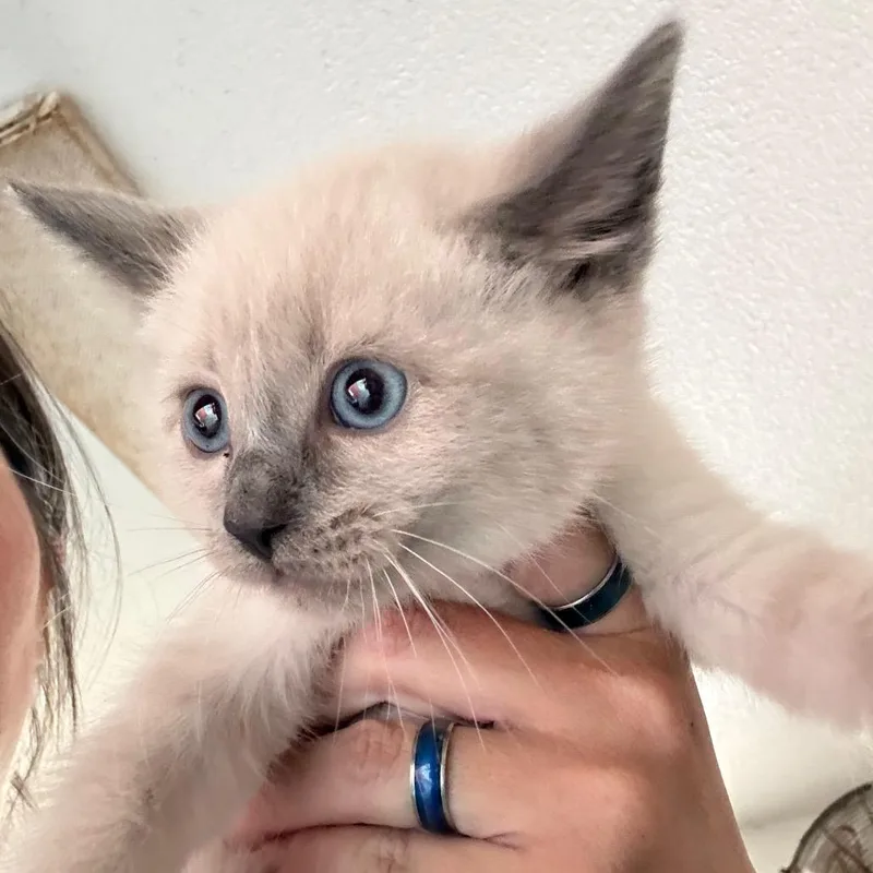 A baby small-sized male Gray / Blue / Silver Domestic Short Hair cat named Drew for adoption in Yucaipa, CA