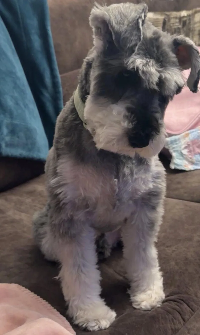 An adult small-sized male Gray / Blue / Silver Miniature Schnauzer dog named Milan for adoption in Rogersville, TN