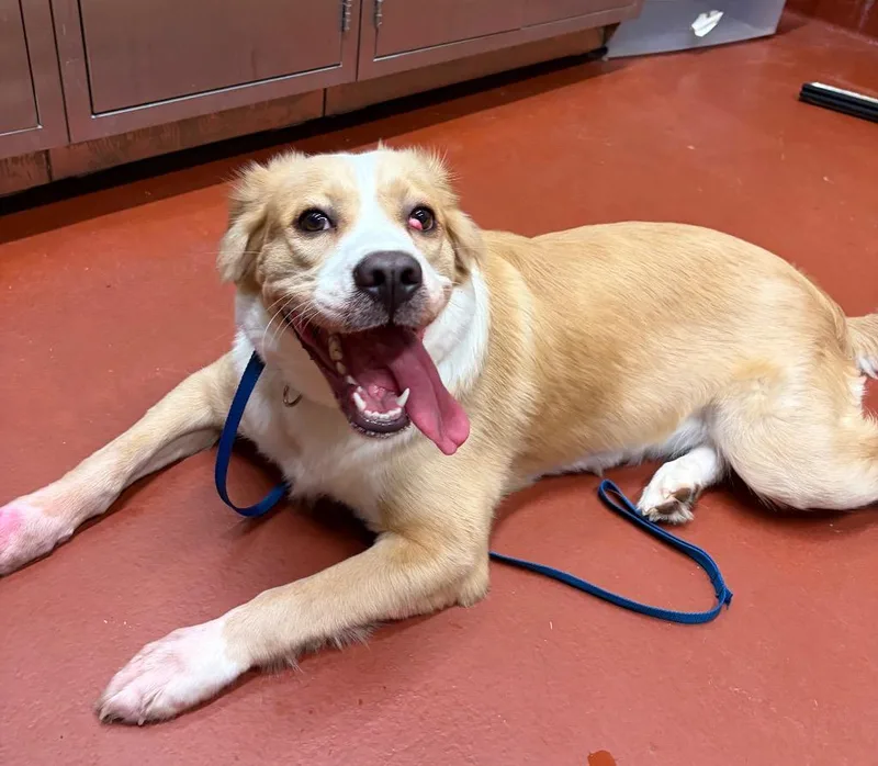 A young large-sized female Collie dog named Maybelline for adoption in Douglasville, GA