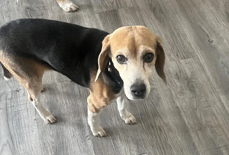 Lucy The Beagle thumbnail 3