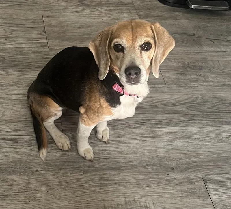 Lucy The Beagle thumbnail 4