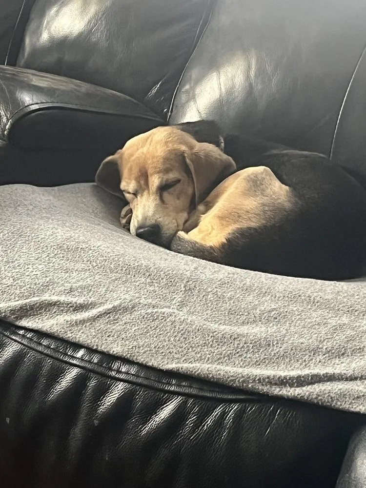 Lucy The Beagle thumbnail 5