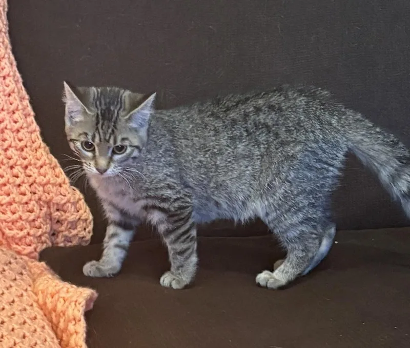 Katie Kat thumbnail 2