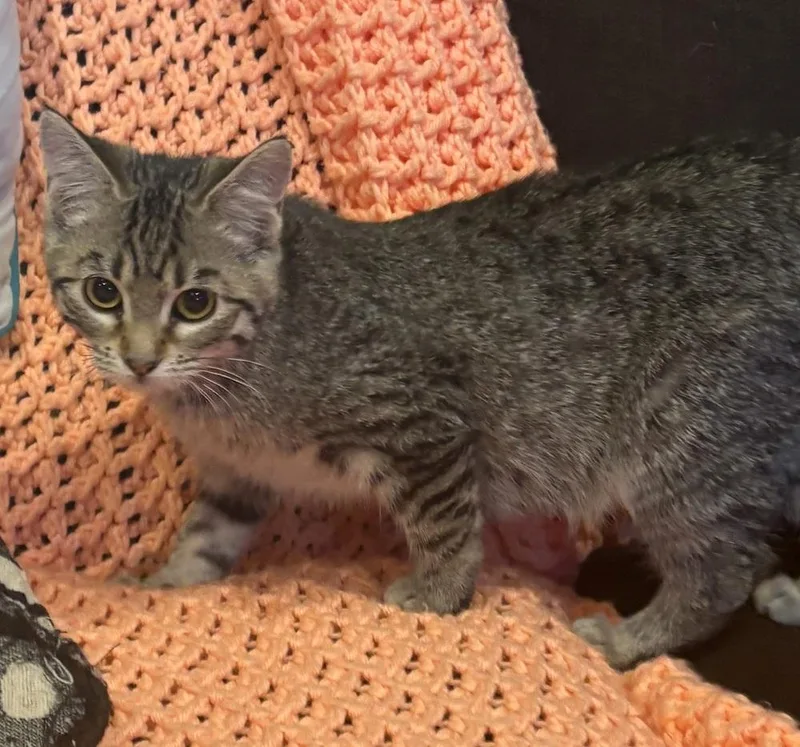 Katie Kat thumbnail 3