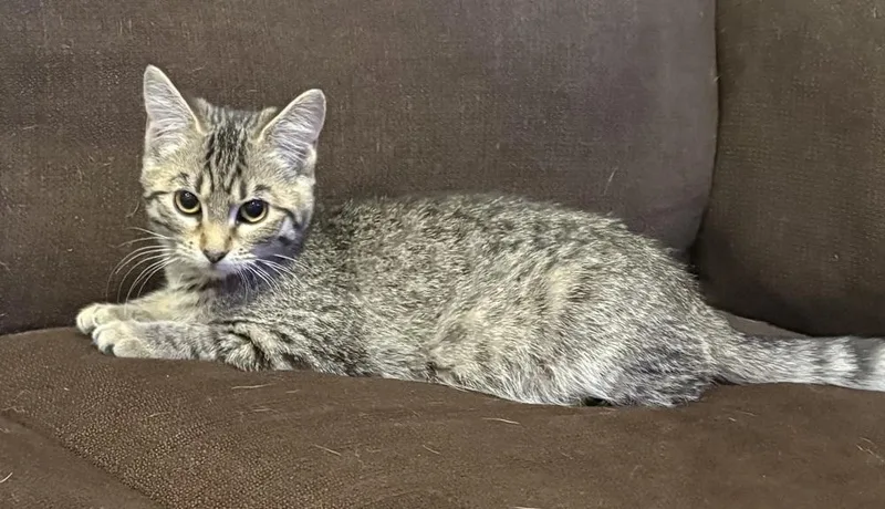 Katie Kat thumbnail 6