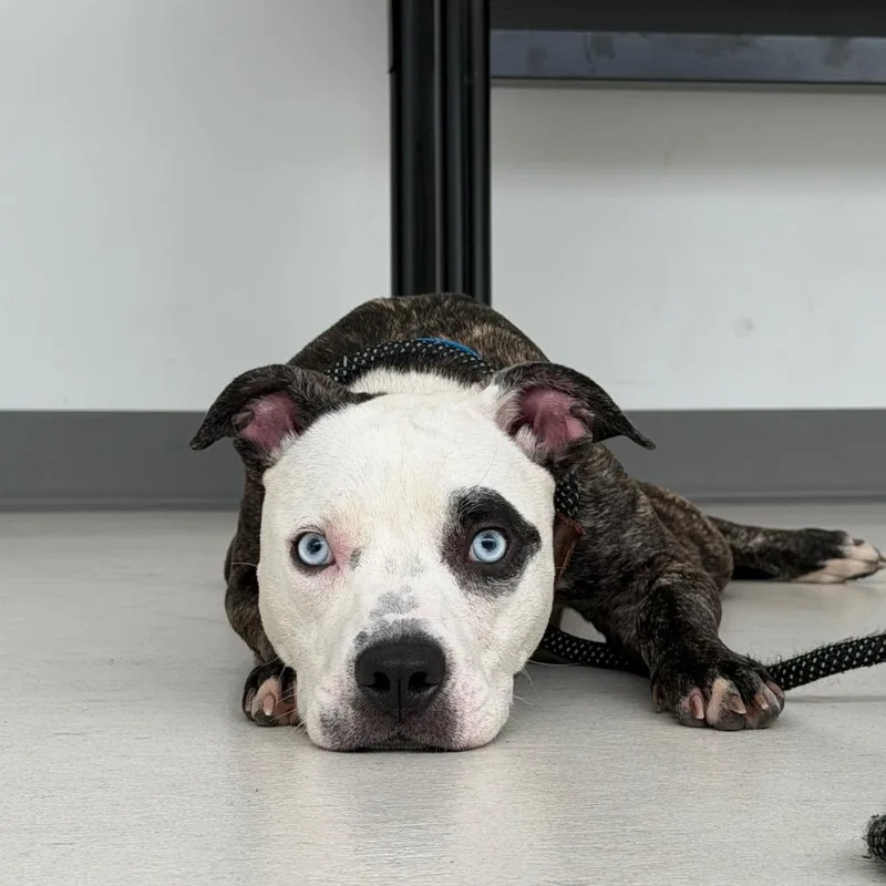 A young medium-sized female Brindle Mixed Breed dog named Lola for adoption in Warwick, RI