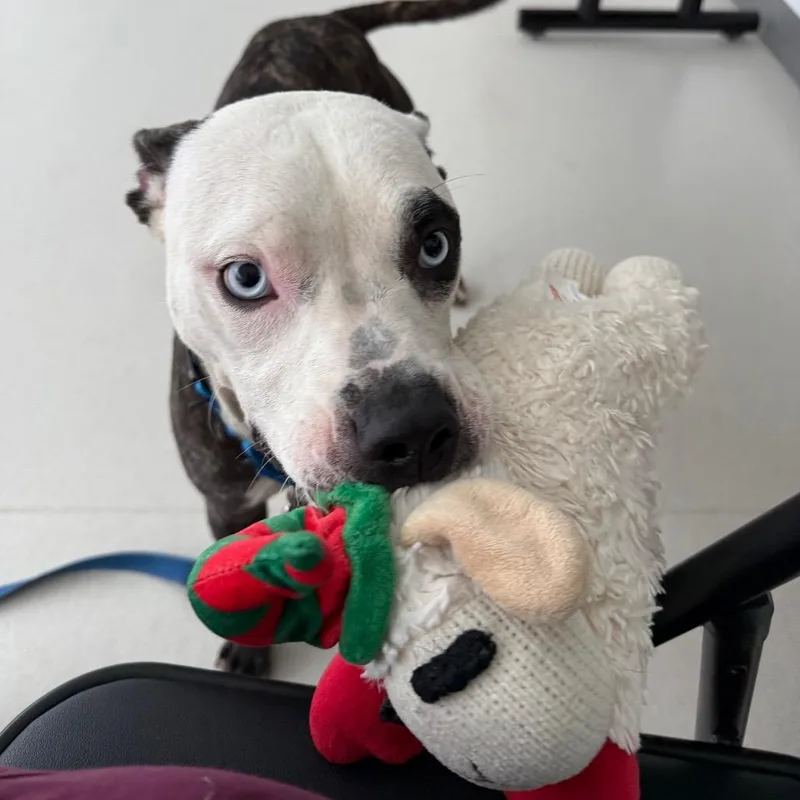 Lola thumbnail 4