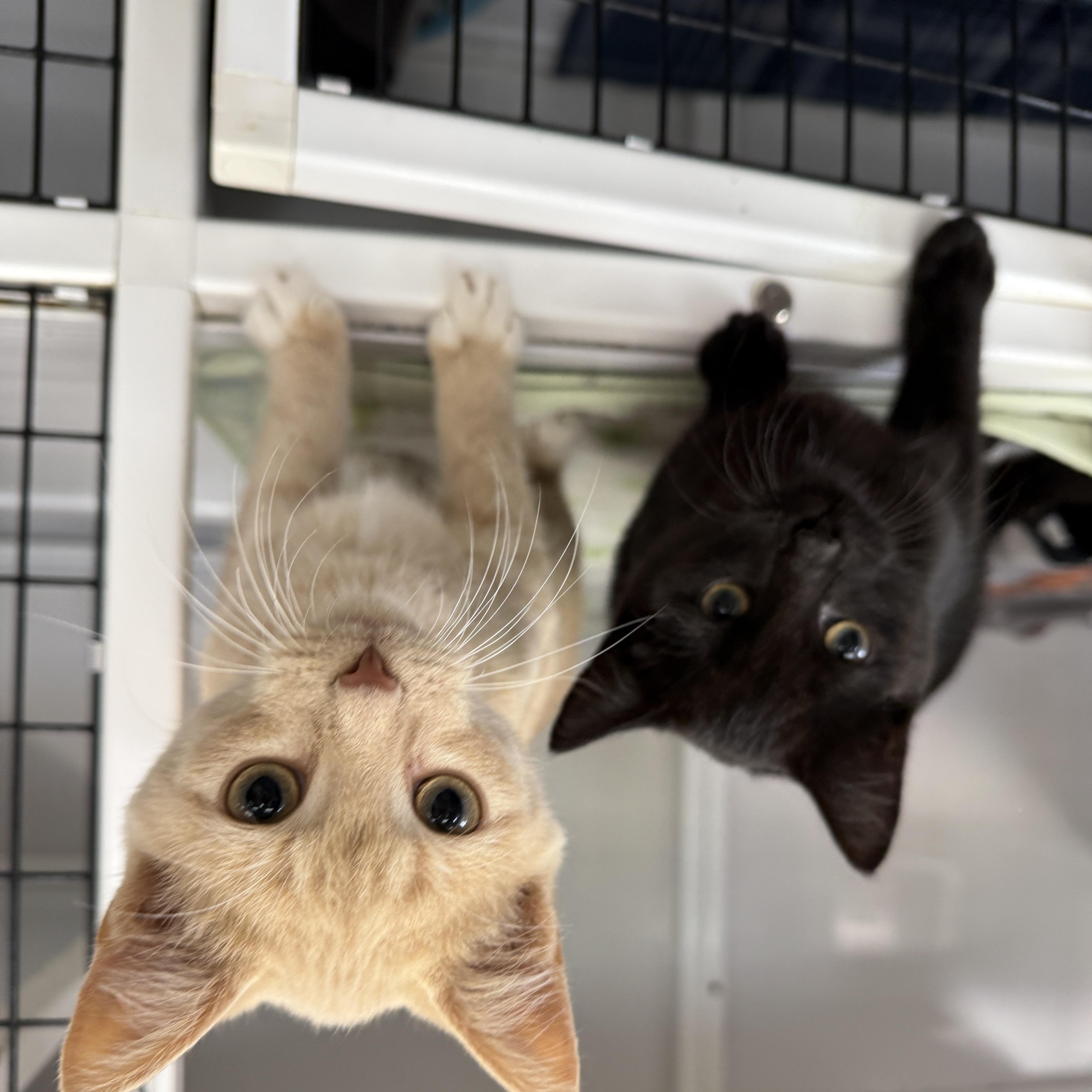 A baby medium-sized male Buff & White Domestic Short Hair cat named Oogie Boogie for adoption in Oconto, WI