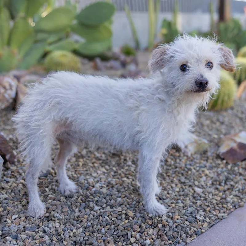 An adult small-sized male White / Cream Terrier dog named Manolo for adoption in Palm Springs, CA