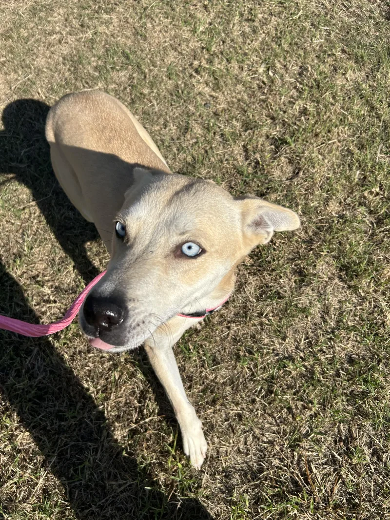 An adult medium-sized female Husky dog named Karma for adoption in  Perry, OK