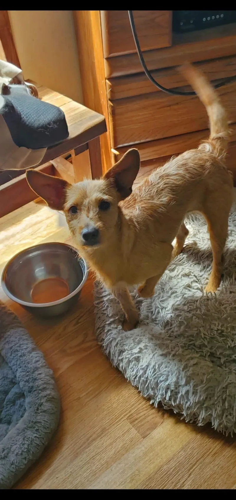 An adult small-sized female Poodle (Toy) dog named Abby for adoption in Lexington, KY
