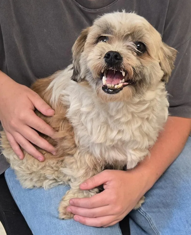 An adult medium-sized female Mixed Breed dog named Chewie for adoption in Mount Gilead, NC