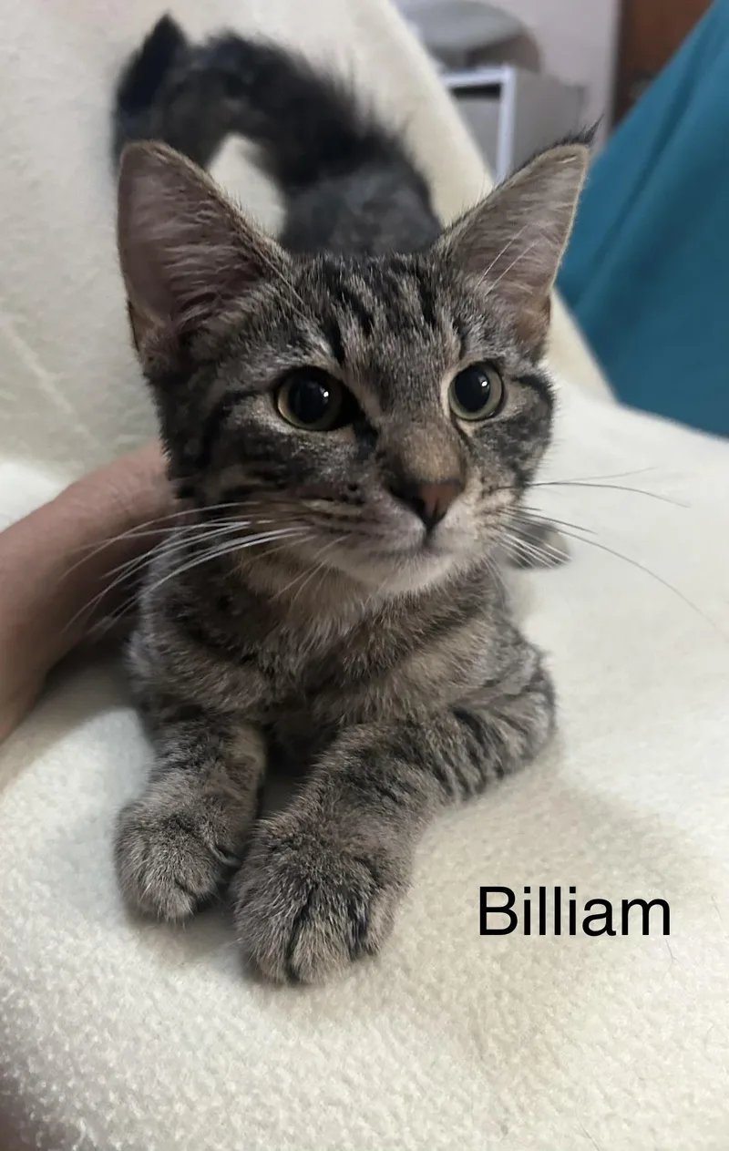 A baby medium-sized male Tabby (Brown / Chocolate) Domestic Short Hair cat named Billiam for adoption in Herculaneum, MO