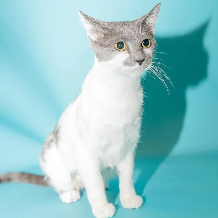 A young medium-sized female Gray / Blue / Silver Domestic Short Hair cat named Dutchess for adoption in Las Vegas, NV