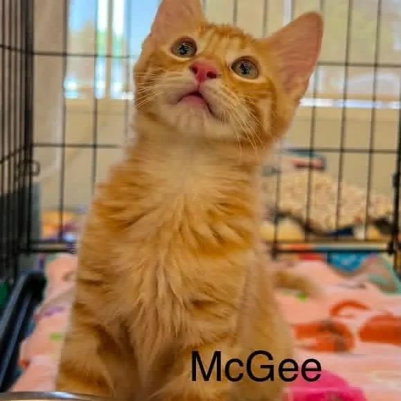 McGee M.