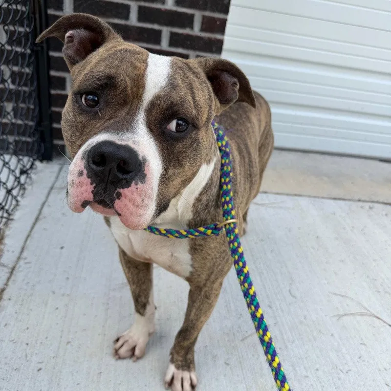 An adult medium-sized male Pit Bull Terrier dog named Paulie for adoption in Tarboro, NC
