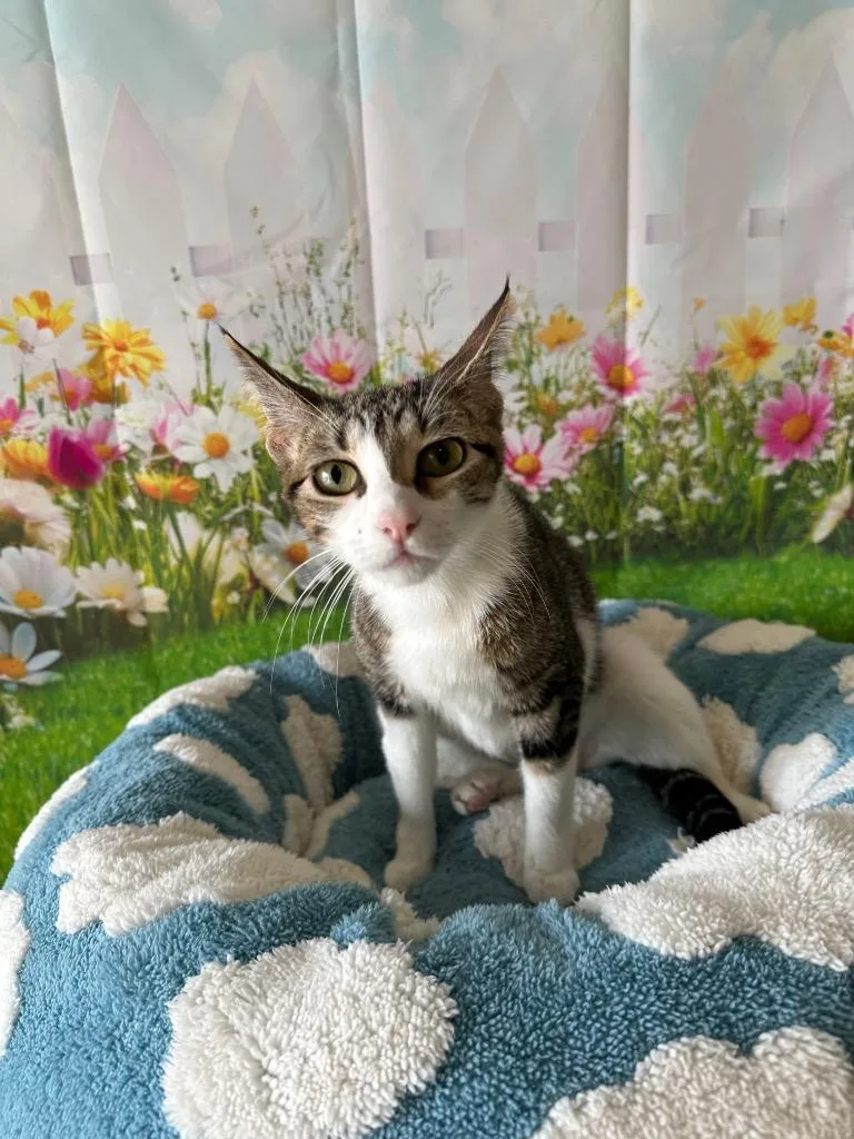 A baby medium-sized female Domestic Short Hair cat named Phoebe for adoption in Newberg, OR