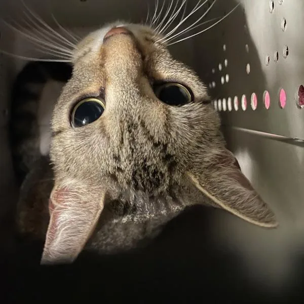 An adult small-sized female Domestic Short Hair cat named Zori for adoption in Des Moines, IA