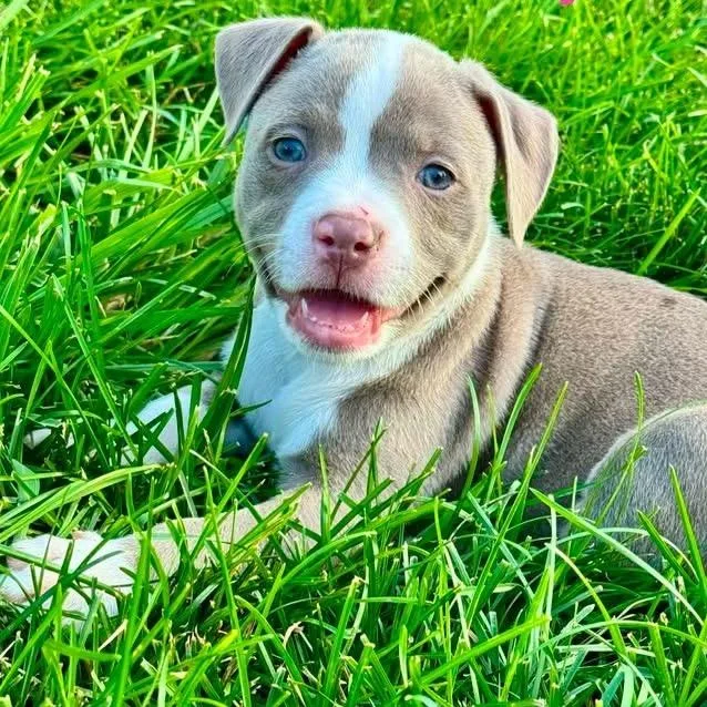 A baby medium-sized male Gray / Blue / Silver Pit Bull Terrier dog named Barrel Racer Becky for adoption in Olathe, KS