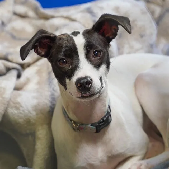 A young small-sized female Parson Russell Terrier dog named Princess for adoption in Sacramento, CA