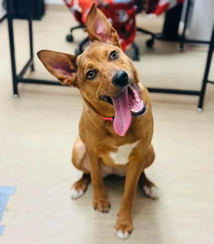 An adult large-sized female Mixed Breed dog named Jazzy for adoption in West Chester, PA