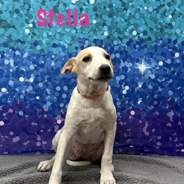 Stella