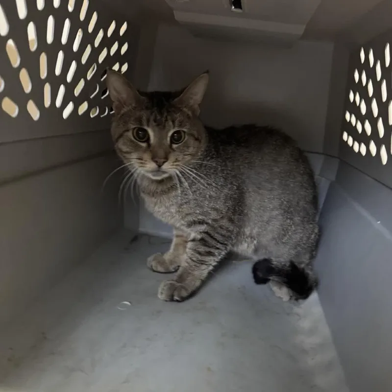 An adult medium-sized male Gray / Blue / Silver Domestic Short Hair cat named Nudge for adoption in Columbus, NC