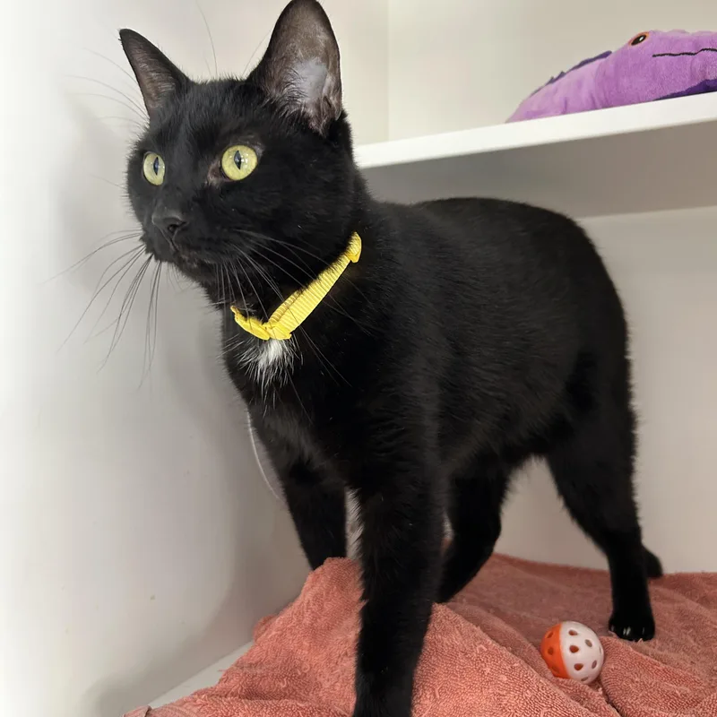 An adult medium-sized male Black Domestic Short Hair cat named Vader for adoption in La Grange Park, IL