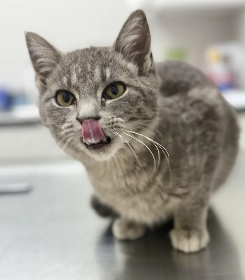 Little Smokey thumbnail 4