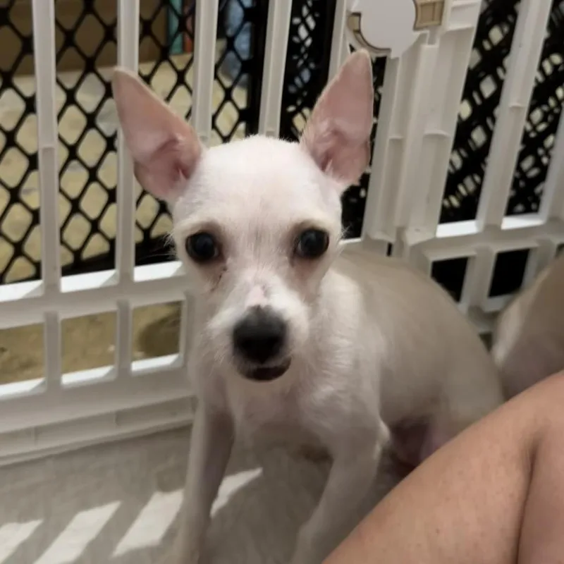 A young small-sized female White / Cream Maltese dog named Emery for adoption in Montgomery, TX