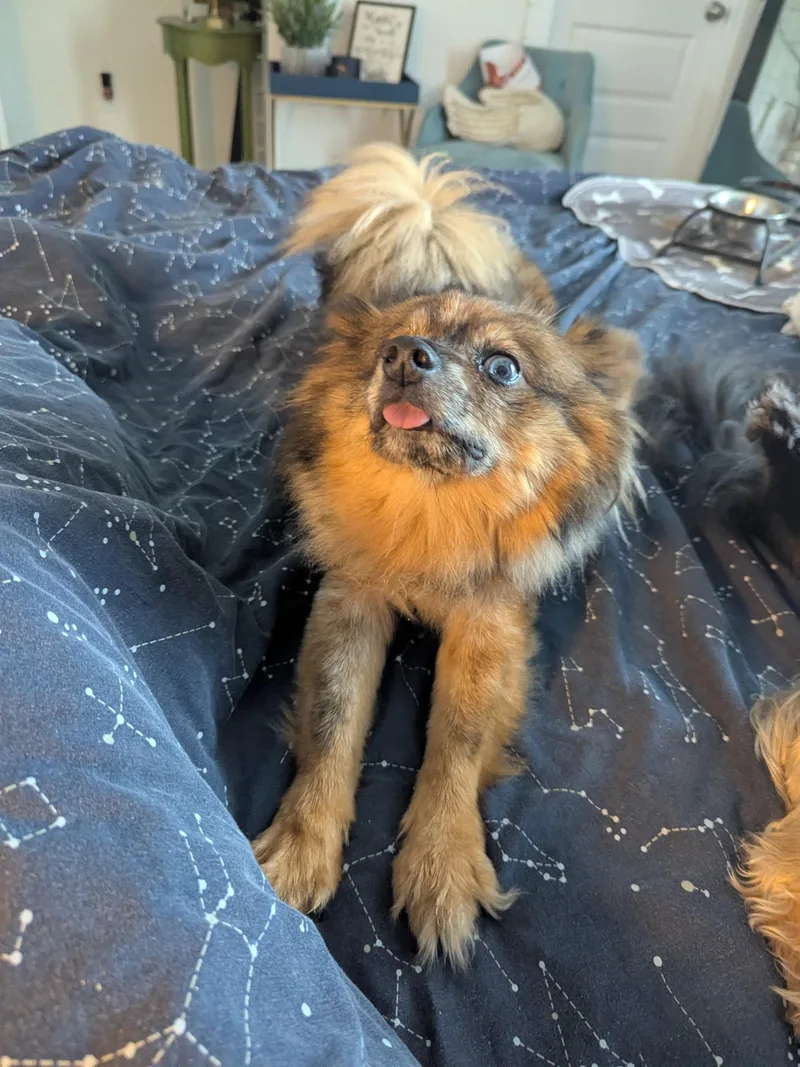 An adult small-sized female Merle (Blue) Pomeranian dog named Bonnie for adoption in Hartselle, AL