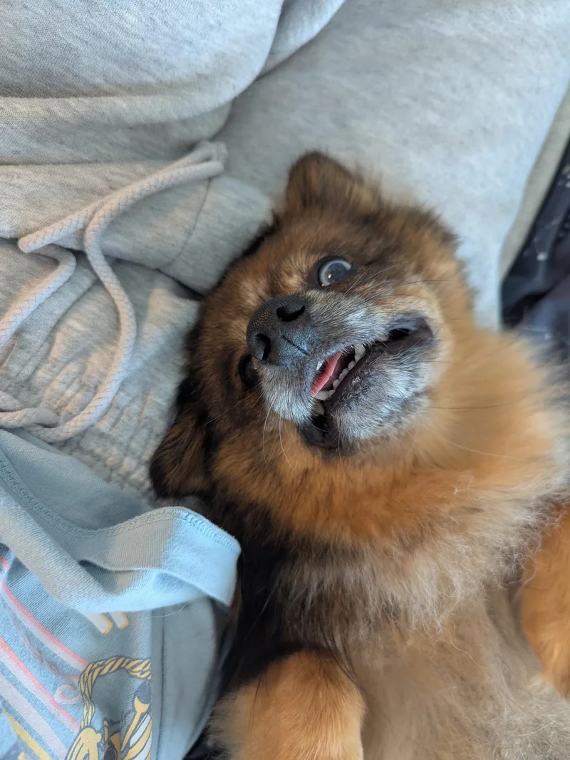 Bonnie thumbnail 2