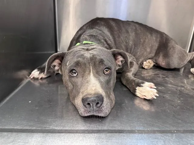 A young medium-sized female Pit Bull Terrier dog named Blue for adoption in Tucson, AZ