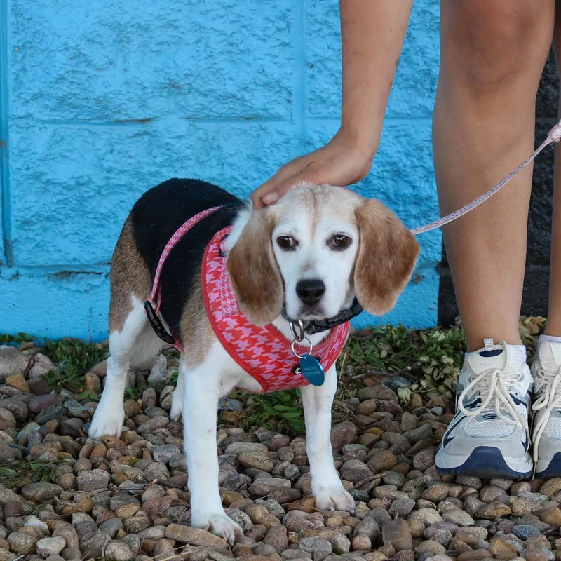 A senior small-sized male Tricolor (Brown, Black, & White) Beagle dog named Pippin for adoption in Denver, CO
