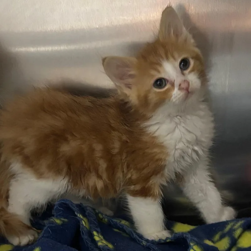 A baby small-sized male Orange / Red Domestic Medium Hair cat named Ottomen for adoption in Hawthorne, CA
